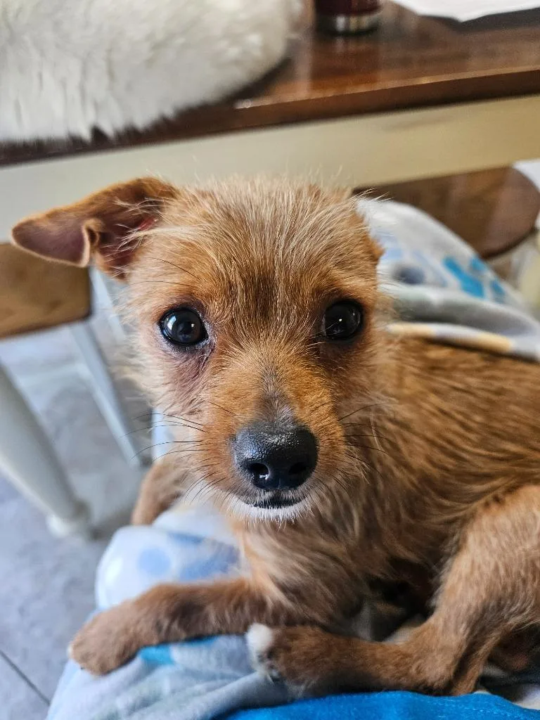 A baby small-sized male Chihuahua dog named Vincent for adoption in Johnson City, TN