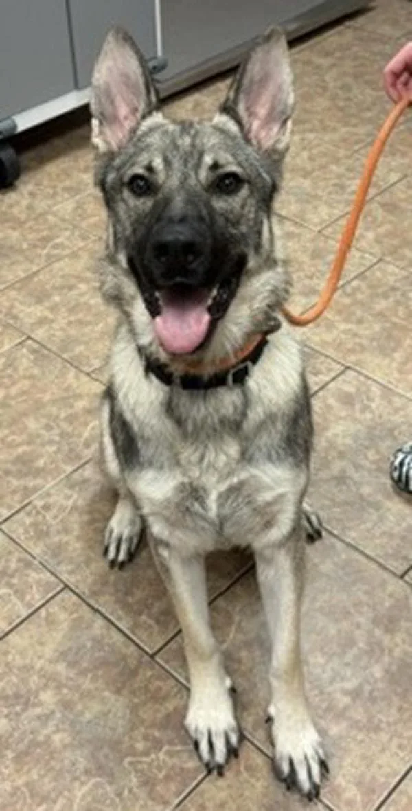 An adult extra large-sized male German Shepherd Dog named Rampage for adoption in Littleton, CO