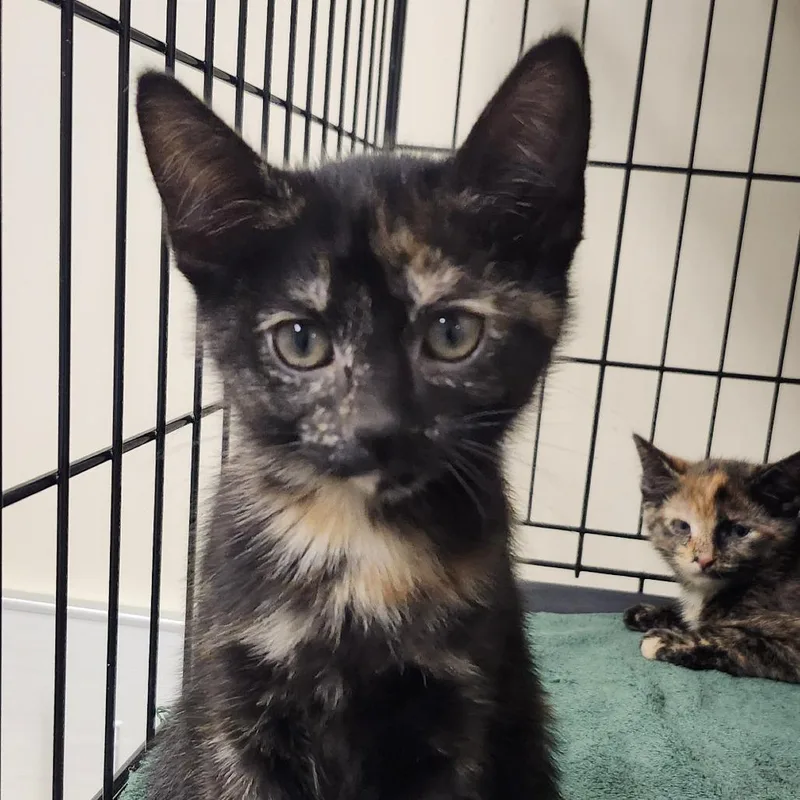 A baby small-sized female Tortoiseshell Domestic Short Hair cat named Kincaid for adoption in Novelty, OH