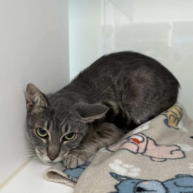 A young medium-sized female Gray / Blue / Silver Domestic Short Hair cat named Lori for adoption in Beaumont, TX
