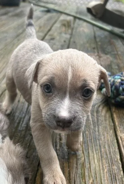 A baby small-sized female Mixed Breed dog named Winifred for adoption in Cumming, GA