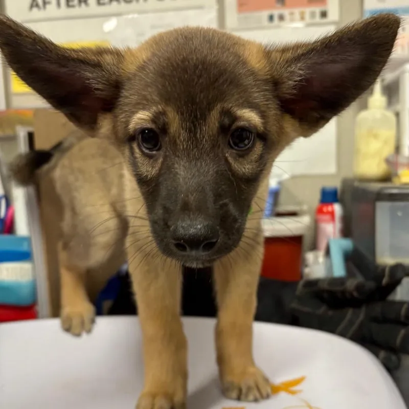 A baby small-sized female Brown / Chocolate Shepherd dog named Goosey for adoption in Yuma, AZ