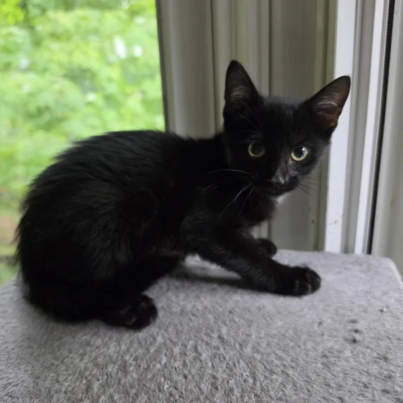 A baby small-sized male Black Domestic Short Hair cat named Zoro for adoption in Bentonville, AR