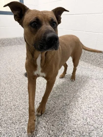 An adult medium-sized female Boxer dog named Birdie for adoption in Barnesville, GA