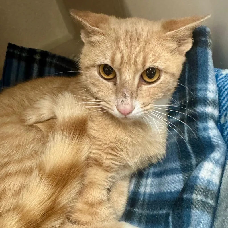 A young medium-sized female Buff / Tan / Fawn Domestic Short Hair cat named Bee for adoption in Lakeland, FL