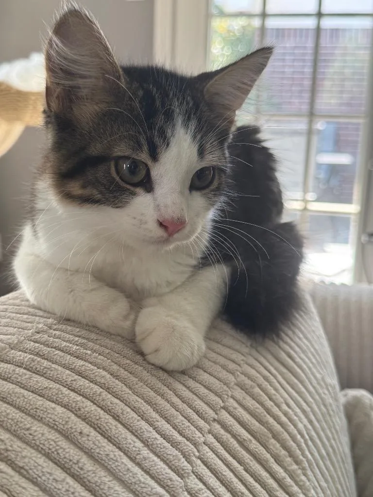 A baby small-sized male Domestic Short Hair cat named Finn for adoption in Little Rock, AR