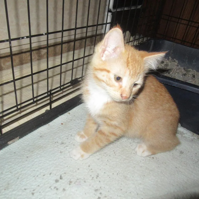 A baby small-sized female Orange / Red Domestic Short Hair cat named Blossom for adoption in Rochester, MN