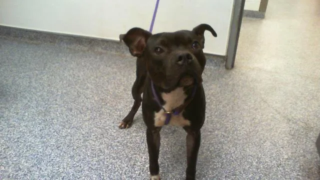 An adult medium-sized male Pit Bull Terrier dog named Norm for adoption in Charlotte, NC