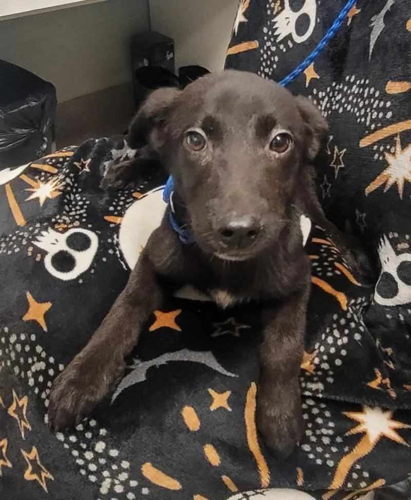 A baby small-sized male Labrador Retriever dog named Midnight for adoption in Hopkinsville, KY