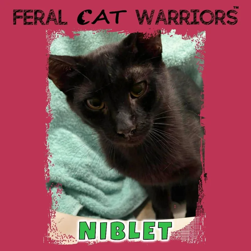 A baby small-sized male Black Domestic Short Hair cat named Niblet for adoption in Kingman, AZ