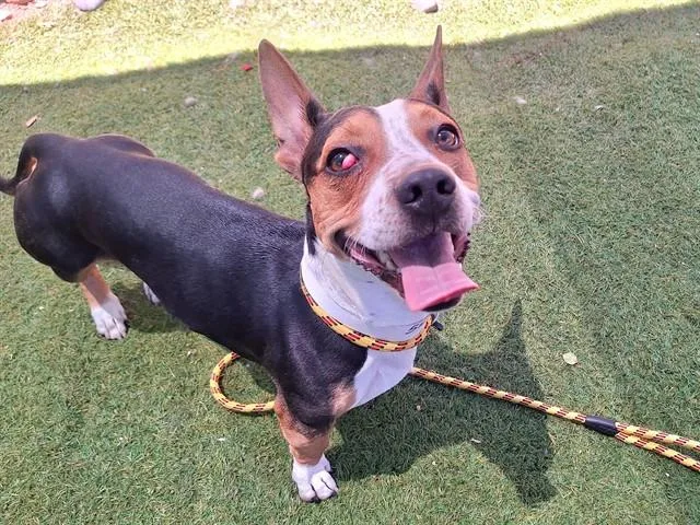 A young large-sized male Cardigan Welsh Corgi dog named Bergie for adoption in Phoenix, AZ