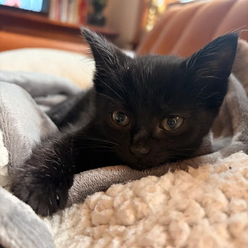 Sophie