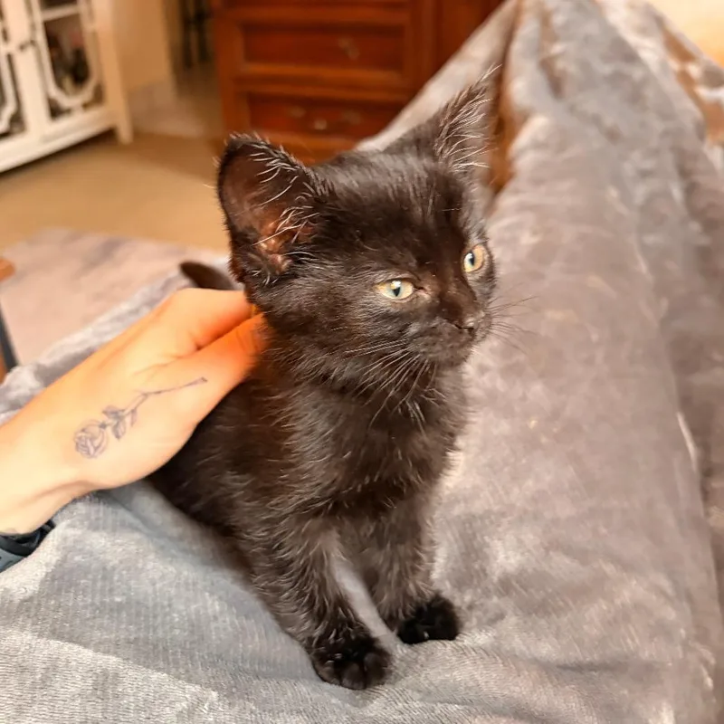 Sophie thumbnail 2