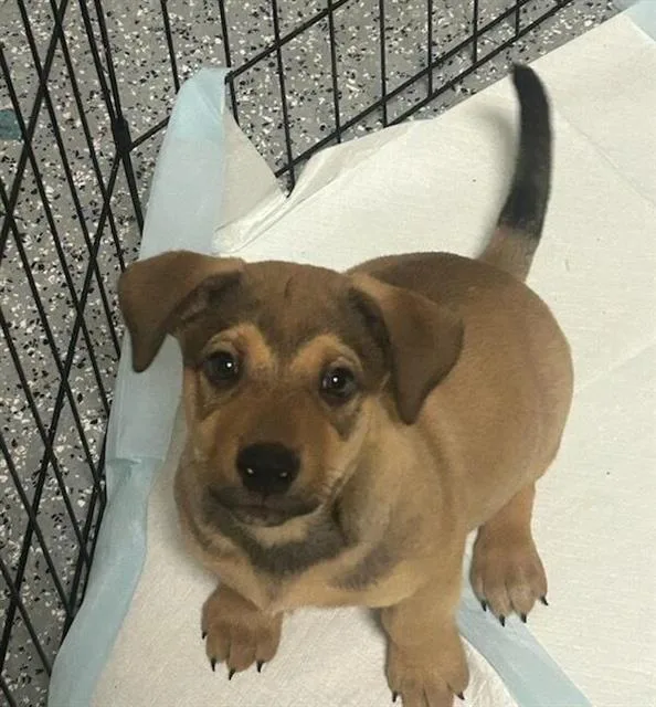 A baby small-sized male German Shepherd Dog dog named Weazer for adoption in Chula Vista, CA