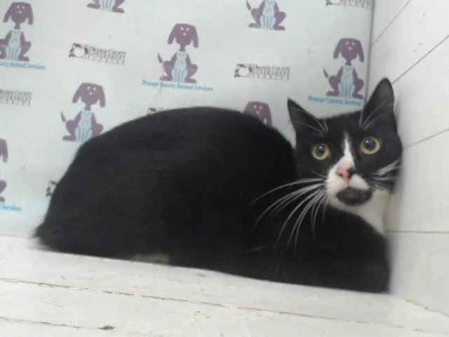 A young small-sized female Domestic Short Hair cat named Anna for adoption in Orlando, FL