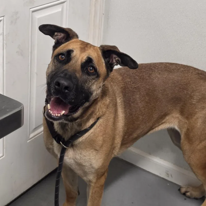 An adult small-sized female Yellow / Tan / Blond / Fawn Mixed Breed dog named Ronni for adoption in Troy, IL