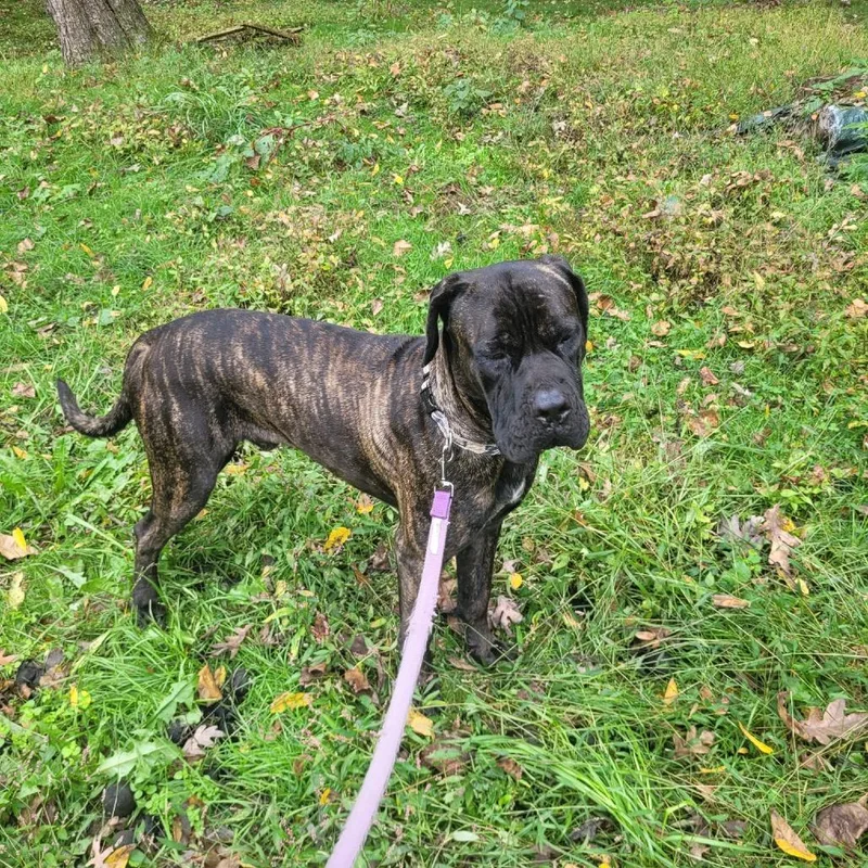 An adult extra large-sized male Brindle Cane Corso dog named Frankfurt for adoption in manchester, PA