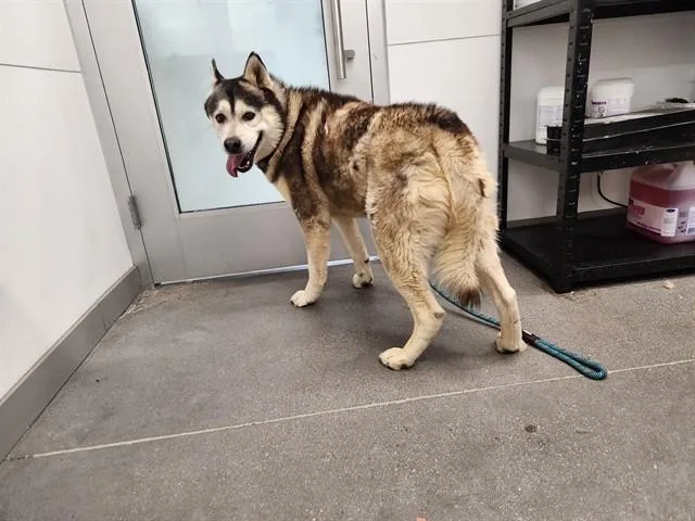 An adult large-sized male Husky dog named Brody for adoption in Mesa, AZ