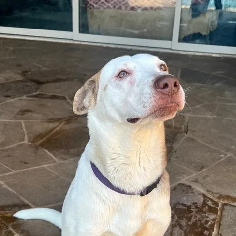 Prince Boy thumbnail 2