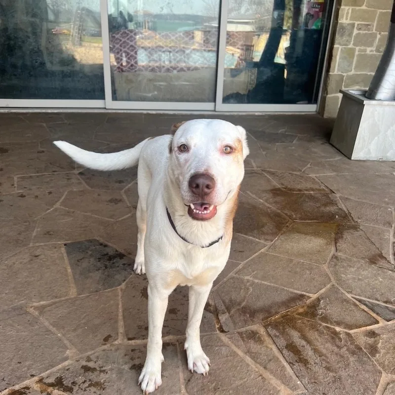 Prince Boy thumbnail 4