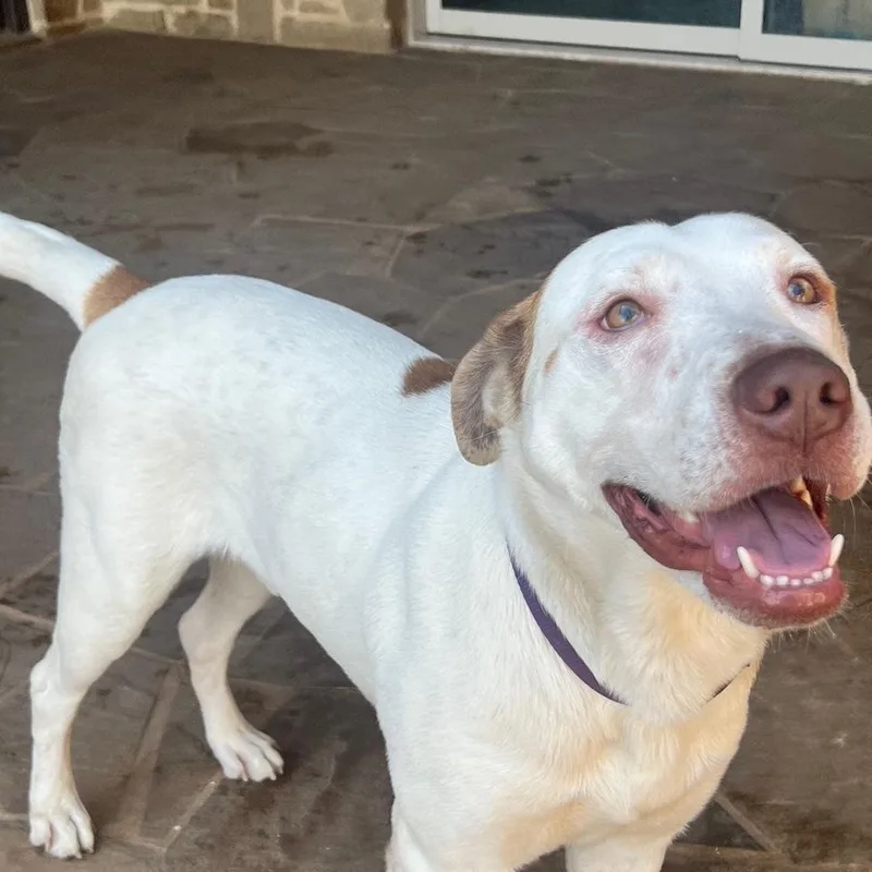 Prince Boy thumbnail 6