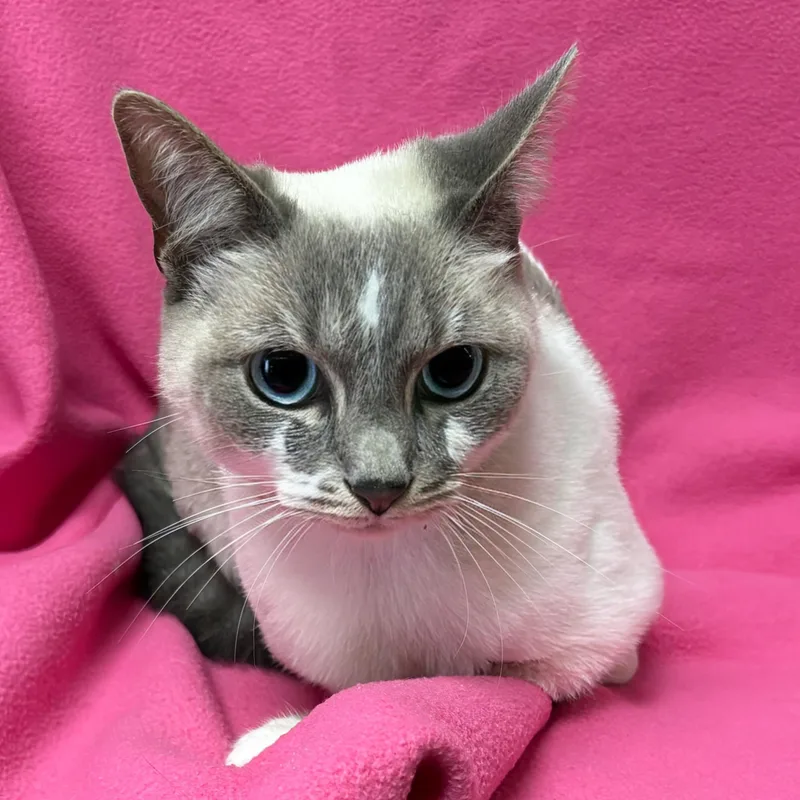 Angelina