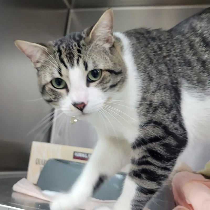 An adult large-sized male Brown / Chocolate Domestic Short Hair cat named Cowabunga for adoption in Westminster, CA