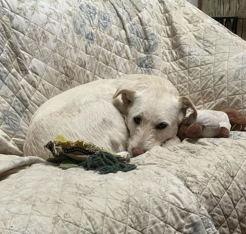 Lady Pink thumbnail 2