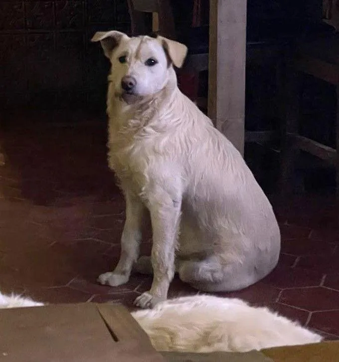 Lady Pink thumbnail 3