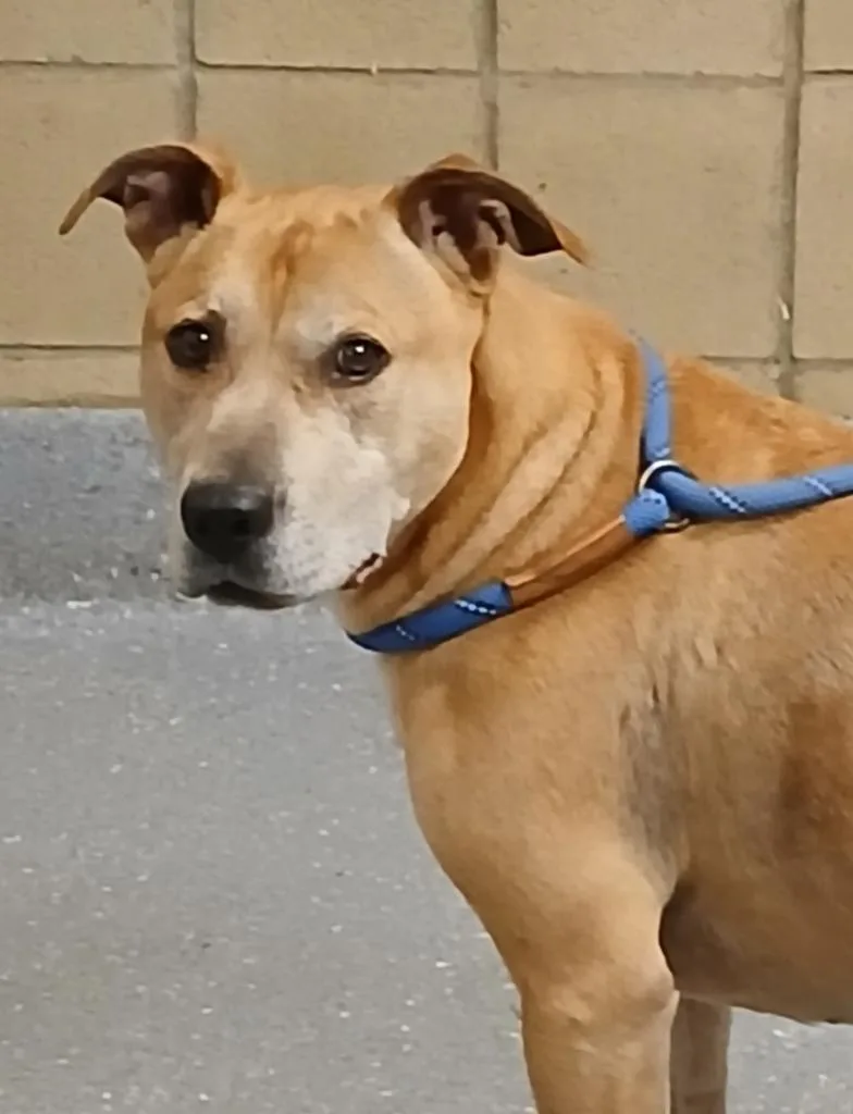 An adult large-sized male Pit Bull Terrier dog named Barry for adoption in Greenfield, IN
