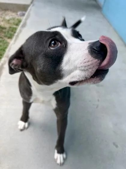 An adult medium-sized female Pit Bull Terrier dog named Sire for adoption in New Orleans, LA