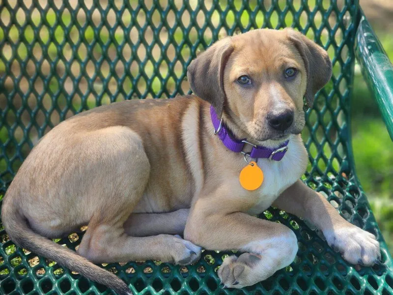 A baby medium-sized female Apricot / Beige Shepherd dog named Chloe for adoption in Red Hook, NY