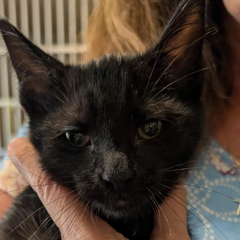 A baby small-sized female Black Domestic Short Hair cat named String Bean for adoption in Calverton, NY