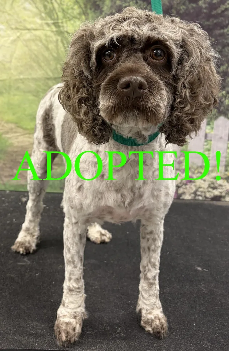 An adult medium-sized female Cockapoo dog named Daisy for adoption in Westminster, MD