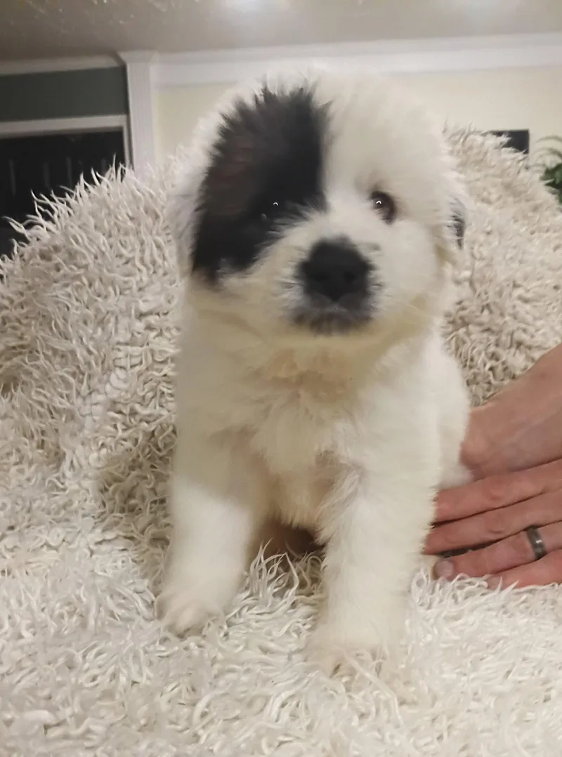 A baby large-sized male Great Pyrenees dog named Olaf  Disney Litter for adoption in Holly Springs, NC