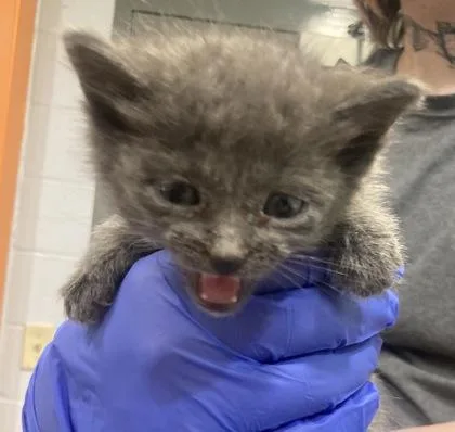 An adult small-sized male Domestic Short Hair cat named Jesse Eisenberg for adoption in Cincinnati, OH