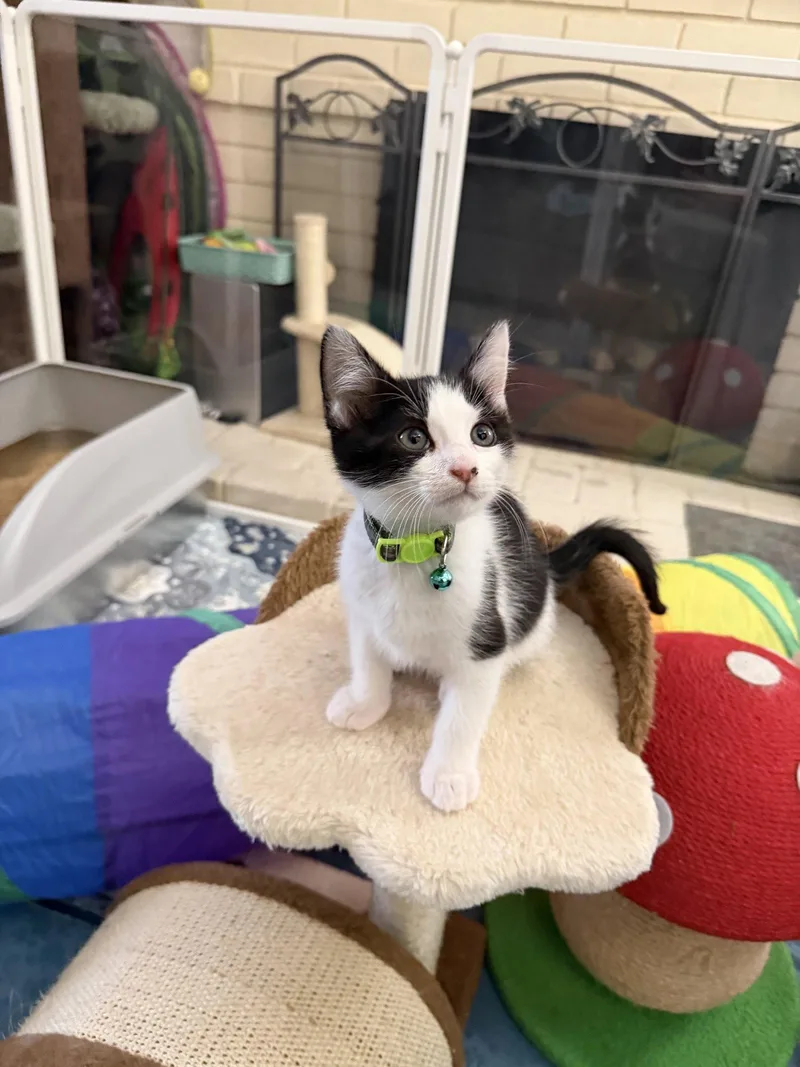 A baby medium-sized male Black & White / Tuxedo Domestic Short Hair cat named Jersey for adoption in Laguna Niguel, CA