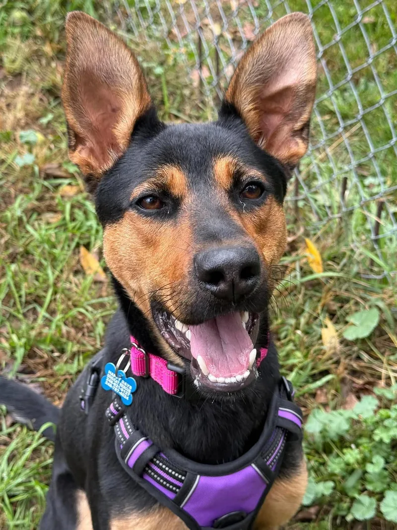 A young large-sized female German Shepherd Dog dog named Winnie for adoption in Livonia, MI