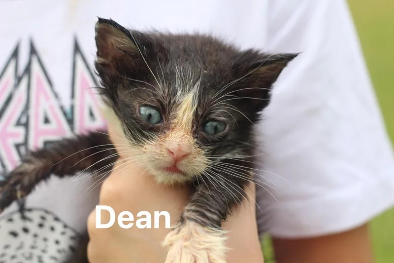 A baby medium-sized male Domestic Short Hair cat named Dean for adoption in Johnson City, TN