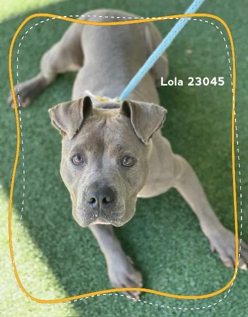 An adult medium-sized female Gray / Blue / Silver Pit Bull Terrier dog named Lola for adoption in Marietta, GA