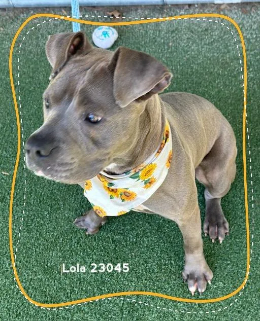 Lola thumbnail 2
