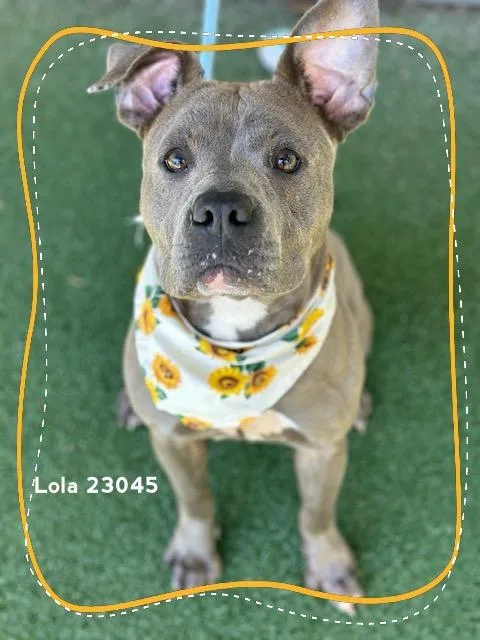 Lola thumbnail 3