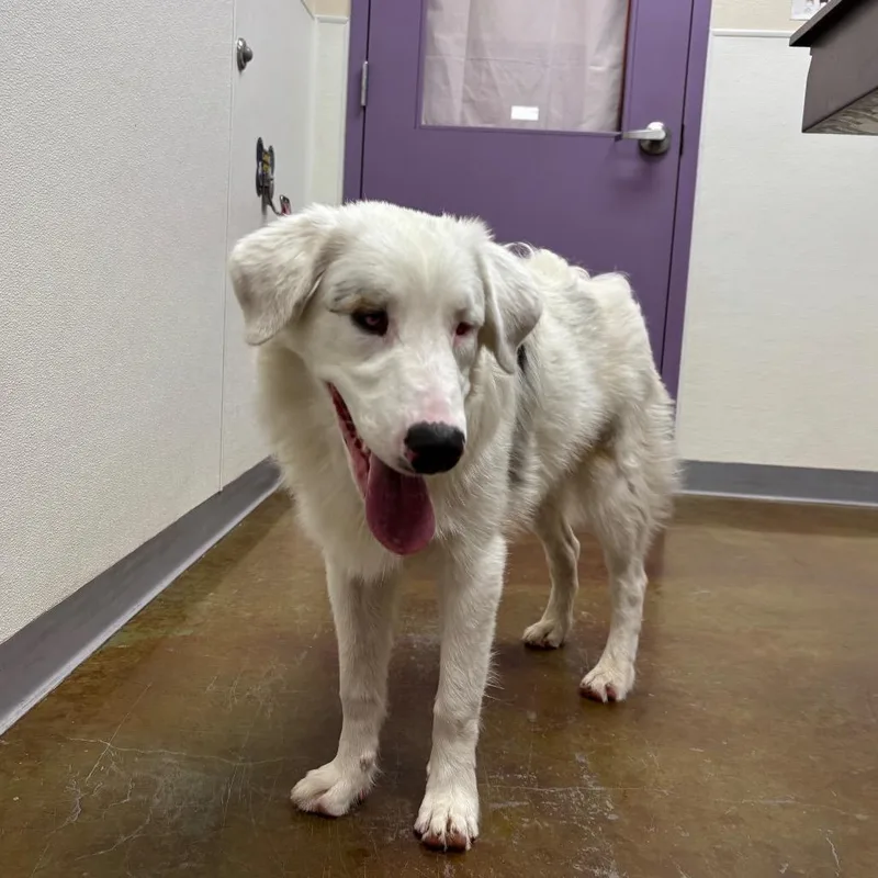 A young medium-sized male Australian Shepherd dog named Balooga for adoption in Albuquerque, NM