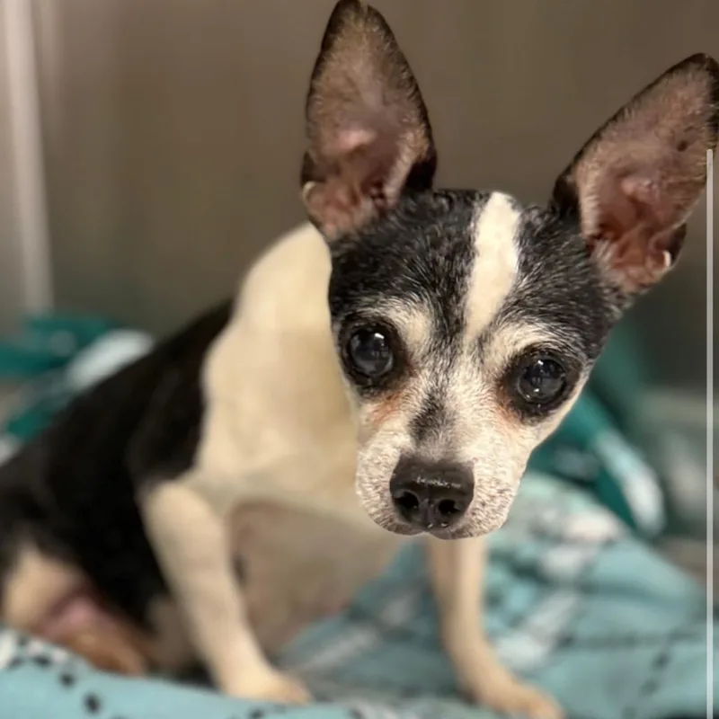 A senior small-sized female Black Mixed Breed dog named Briar for adoption in Naperville, IL