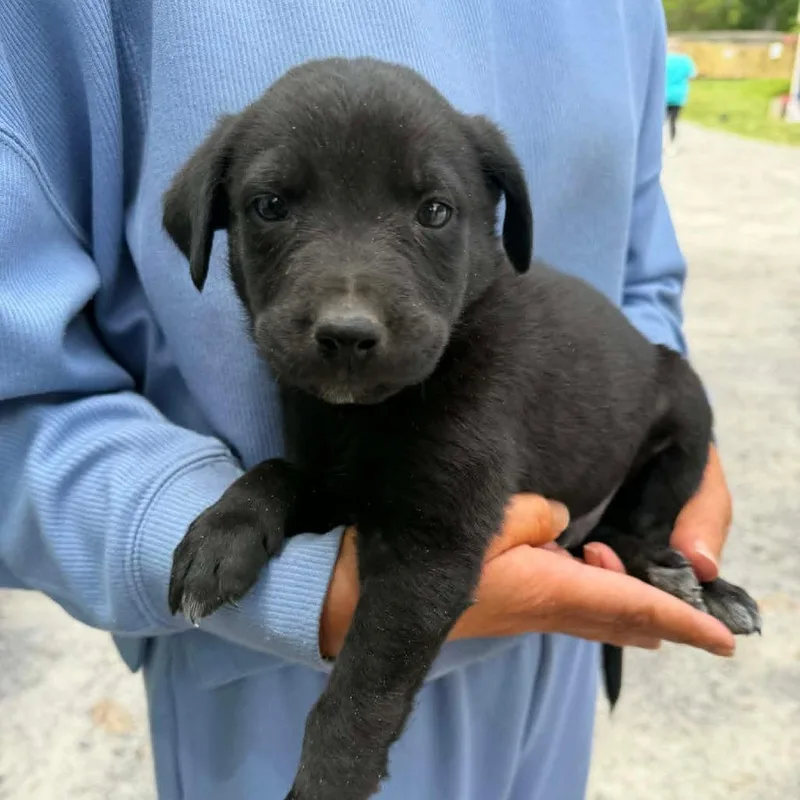 A baby medium-sized male Black Labrador Retriever dog named Ny Portland Avail May for adoption in Stormville, NY