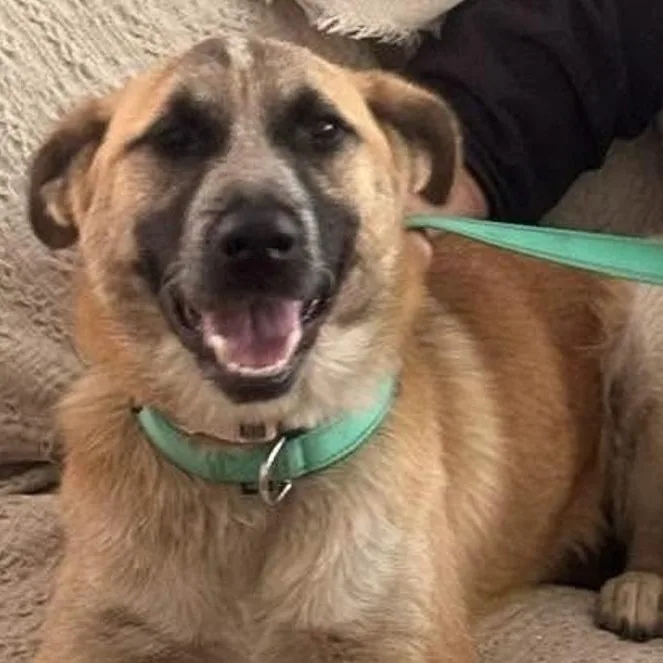 A young large-sized female Great Pyrenees dog named Daisy for adoption in Toledo, OH