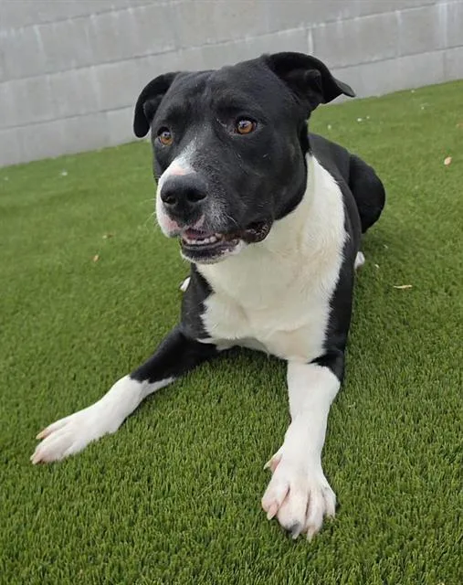 An adult large-sized male Pit Bull Terrier dog named Alfanso for adoption in Auburn, CA