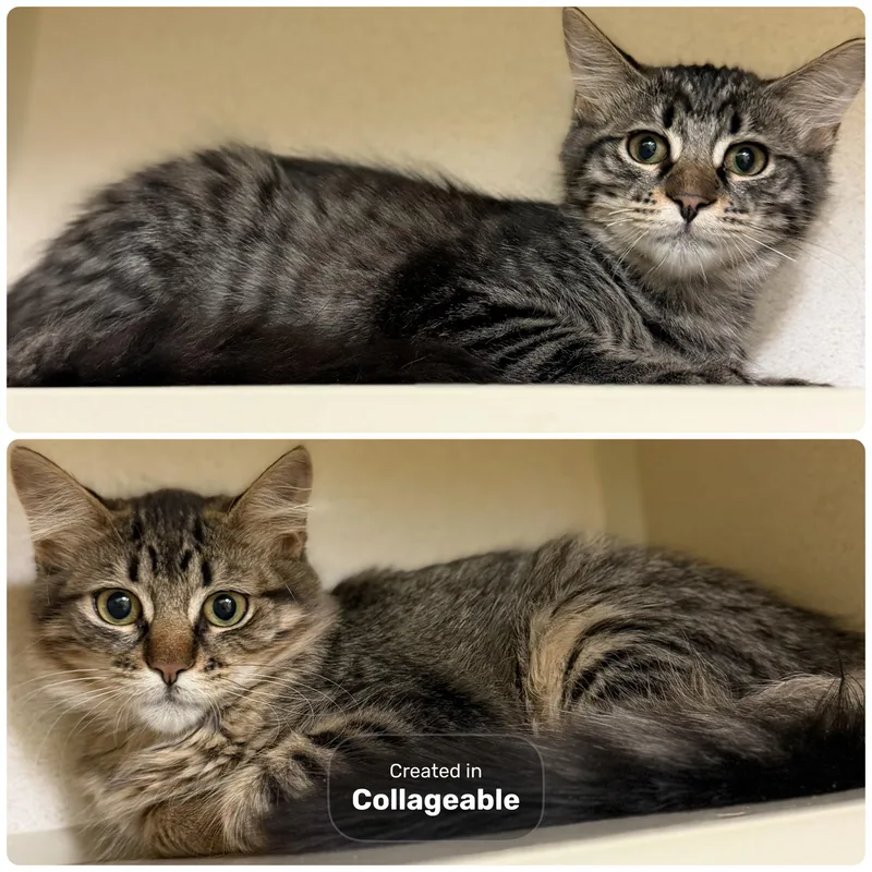 A young large-sized male Domestic Long Hair cat named Bear & FawnBonded Pair for adoption in Hudson, NY