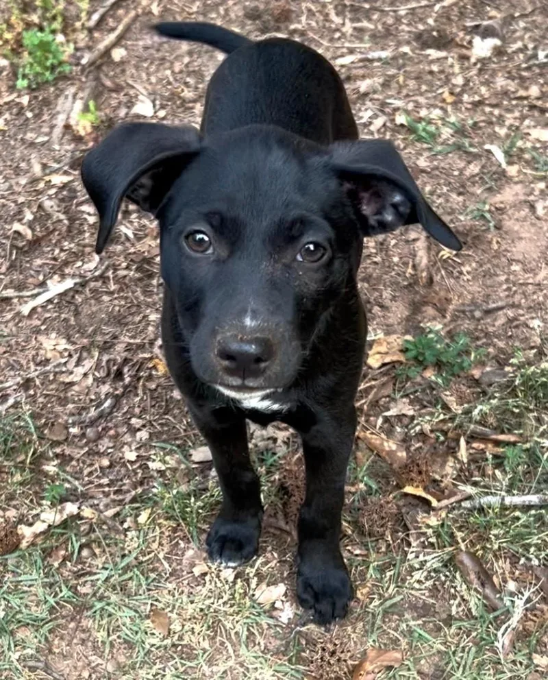 A young small-sized female Black Manchester Terrier dog named Izzy Petite Little Girl for adoption in Charlottesville, VA