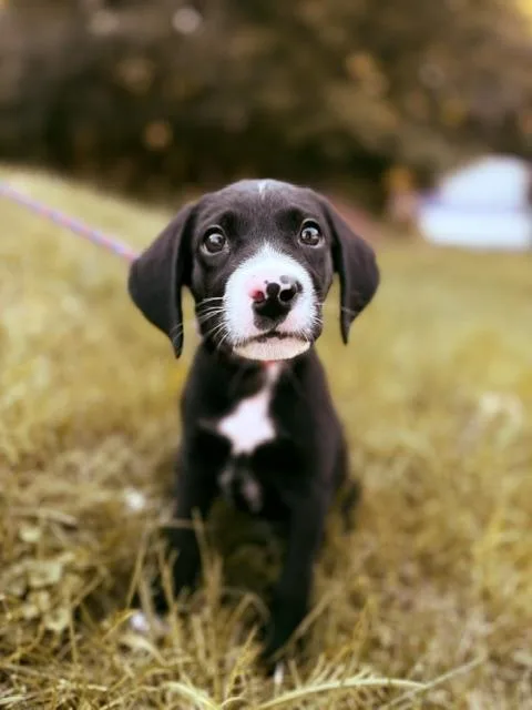 A baby medium-sized male Beagle dog named Zip for adoption in Saranac Lake, NY